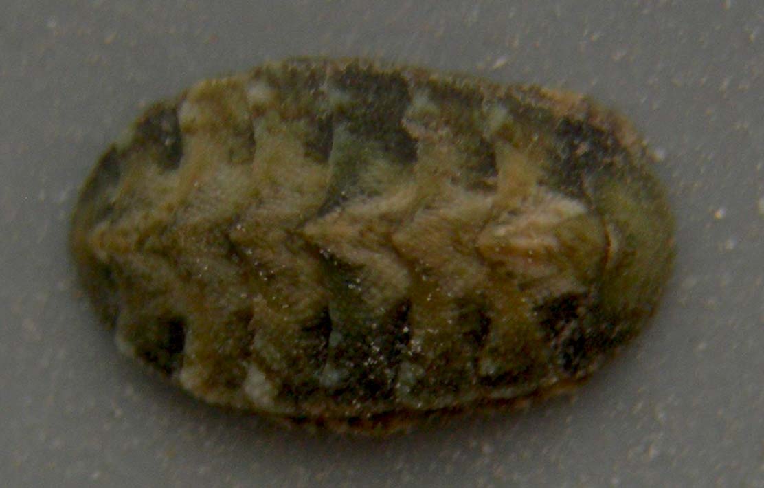 chitonidae